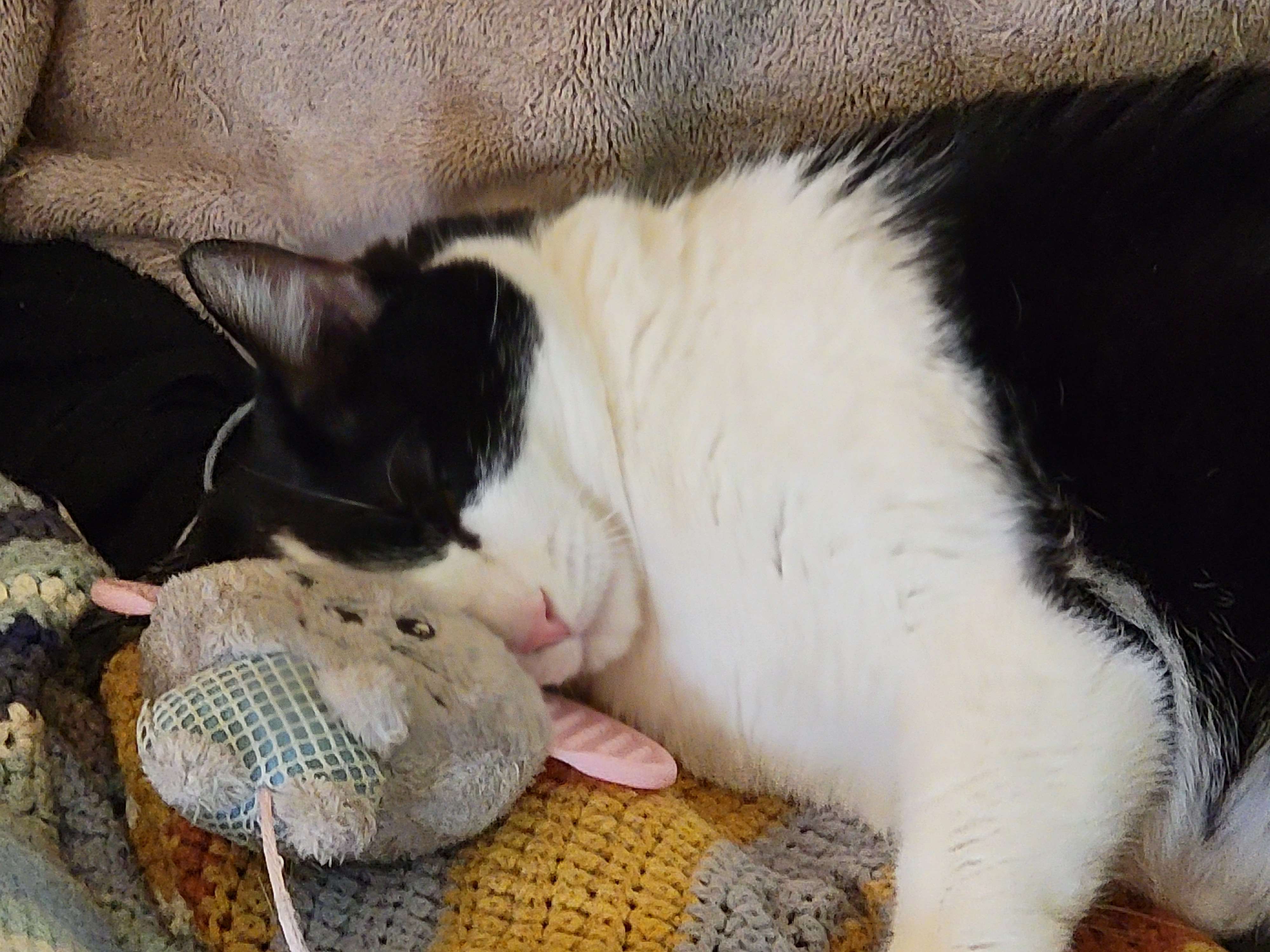 My black and white cat