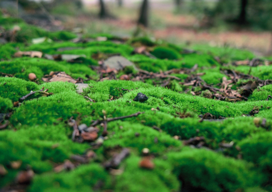 Moss that looks like rolling grassy hills.