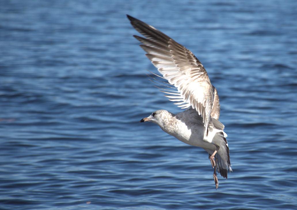 A seagull about to land on a body of water.